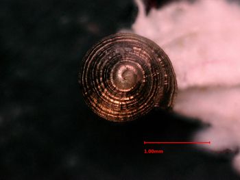 Media type: image;   Malacology 34444 Description: tip view of shell;  Aspect: apical